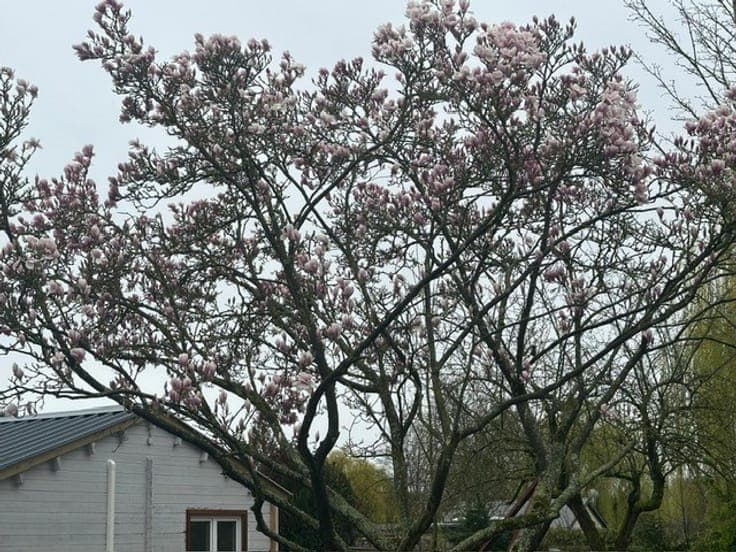 House in Hamme