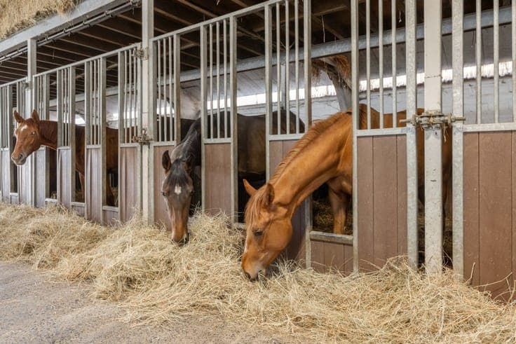Prachtige paardenstoeterij te koop te Ronse