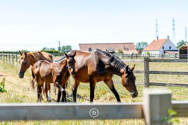 Exclusive rural living opportunity near Waregem